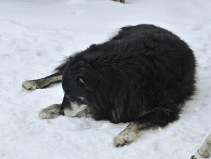 Rosco, 18 years long my best friend, RIP